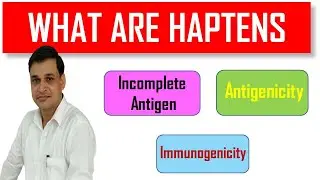 What are Haptens in immunology (Animation)?