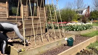 Fixing Compacted Soil with Hyacinth Bean Vine & Radishes, DIY Bamboo Teepee Trellis for Vines