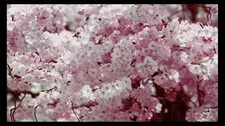 Cherry Blossoms || by: Stanlig Music