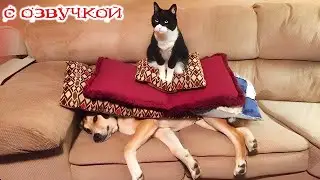 Funny Animal Videos 2024 - Funniest Dogs and Cats Videos #296