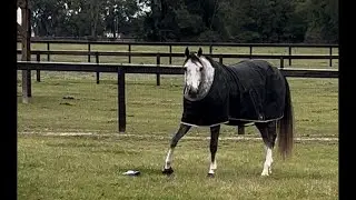 Ocala - The Horse capital of the world.🐎🐎🐎