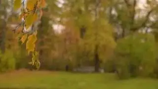 БЕРЁЗКА Футаж