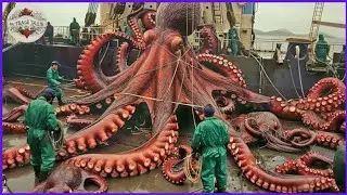 How Japanese Chef Process Giant Octopus for Premium Sashimi | Processing Factory