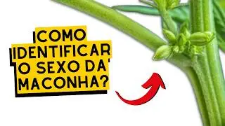 APRENDA a IDENTIFICAR CANNABIS MACHO e FÊMEA