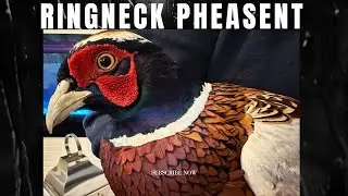 Ringneck Pheasent | Pheasents