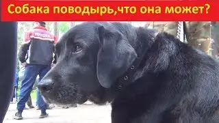 A guide dog,a Labrador how to teach?