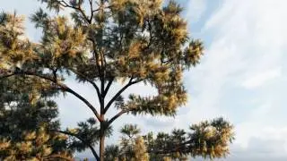 Archmodels vol. 171 - trees for your architectural visualizations