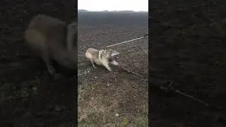 Timber Wolf released NW Minnesota