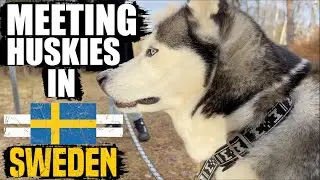 Meeting A Siberian Husky In Sweden!!!