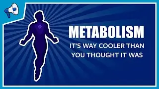 What is Metabolism?