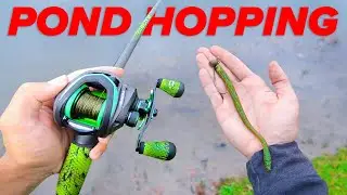 Searching for GIANT Bass - POND Hopping! (Bank Fishing)