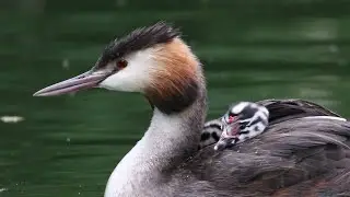 Great Crested Grebe Chicks Take a Ride | British Birding