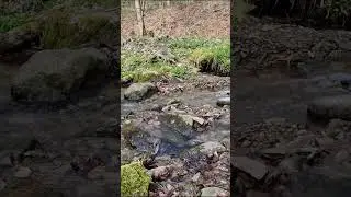 Cheerful Forest Stream. Timelapse of the Forest Stream. Video with music.