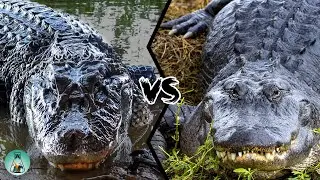 AMERICAN ALLIGATOR VS BLACK CAIMAN - Which is the strongest?