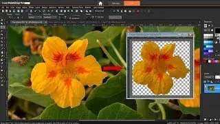 How to Use the Magic Wand Selection Tool in PaintShop Pro