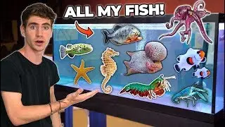 ALL MY FISH & RARE EXOTIC ANIMALS!!! (room tour)