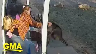 Connecticut mom rescues 5-year-old daughter from raccoon attack