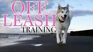 Teach Your Husky To Be Off-Leash Forever! (3 Easy Steps)