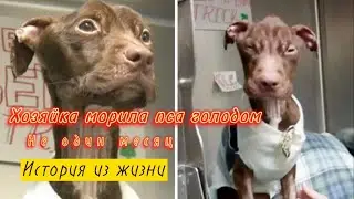 Хозяйка морила своего пса голодом не один месяц. История со счастливым концом.