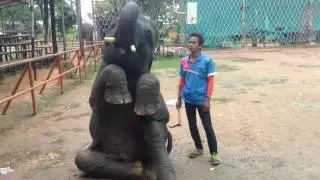 smart elephant show in surin