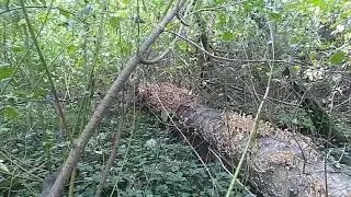 Опята на Новый 7530 год.
