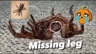 Our OG iconic tarantula is dead. :(