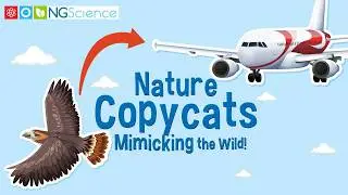 Nature Copycats – Mimicking the Wild!