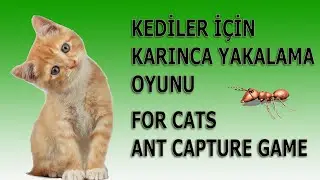 Kedi Oyunu Karınca Yakalama 2023 Eğlenceli Yeşil Ekran Cat Game Ant Catch Green Screen