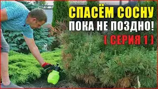 (Часть1) Сосна желтеет, что делать? Фузариоз сосны! Болезни хвойных растений.