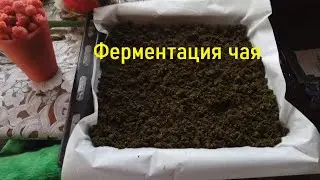 Чай из листьев мелисы мяты ,малины,вишни,смородины ,заготовка и ферментация