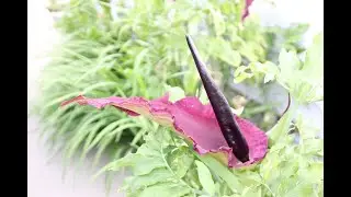 Why this flower smells like a corpse - The Dragon Lily