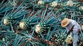 How Tequila Made From Agave   Blue Agave Cultivation and Harvest   Agave Processing in Factory