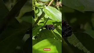 Butterfly Garden, Thenmala Ecotourism #butterflygarden