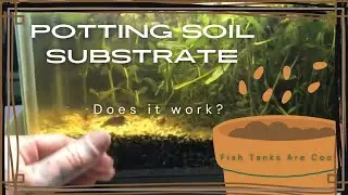 The Potting Soil Aquarium | No Filter No Heater No Light | Ecosystem