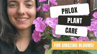 Phlox Plant Care For Stunning Garden Blooms