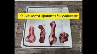 КАКИЕ КОСТИ БОЛЬШЕ НРАВЯТСЯ ЧИХУАШКАМ?