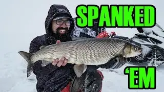 Shallow water whitefish (ice fishing Lake Simcoe)