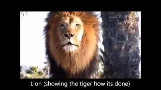 Lion Roar vs tiger  (