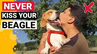 Why you should NEVER kiss your Beagle!