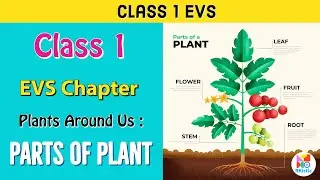 Parts of plants | Different parts of plants | Part of plants and their functions | Class 1 EVS