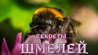 Секреты шмелей.  