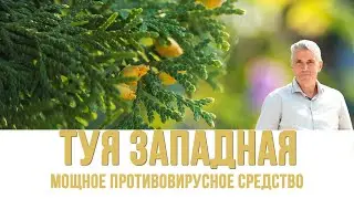 Туя Западная  – растение с противовирусными и противоопухолевыми свойствами. Рассказывает Гарбузов Г