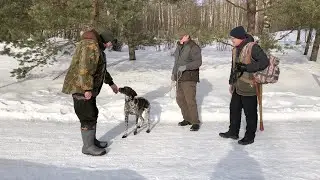 Легавая собака боится выстрелов