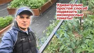 Просто и быстро- подвязывание низкорослых томатов!