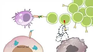 HMX Immunology - Course Preview