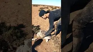 sea turtle stuck in dry tidal mud flats..