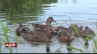 Sioux Falls Duckman releases ducks back into the wild