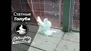 СТАТНЫЕ ГОЛУБИ / PIGEONS / TAUBE 