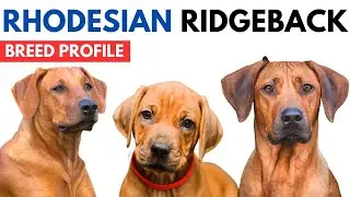 Rhodesian Ridgebacks Breed Profile History Price - Traits - Rhodesian Ridgebacks Dog Grooming Needs