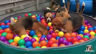 Beagle Birthday Party : Minion Theme! Beagle Universe
